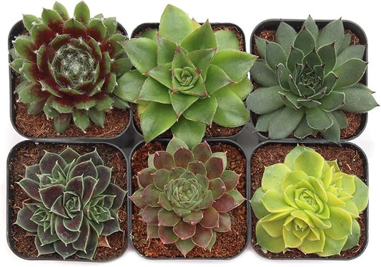 Mountain Crest Gardens Sempervivum Succulent Variety Pack - 6 Hardy Live Rosette Plants, No Repeats, Rooted in 2 Inch Pots - for Rock Gardens, Containers, DIY Displays