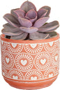 Costa Farms Echeveria, Succulent Live Plant in Decorative Pot, Succulent Indoor Houseplant, Perfect for Home, Room, or Office Decor, Great House Warming or Birthday Gift, 4-6 Inches Tall