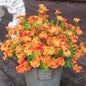 Fake Mums - Fall Marigold Flowers 8 Bundles Artificial Orange Daisy Flower Outside Plants for Home, Diwali Decor, Day of The Dead Decorations (Orange)
