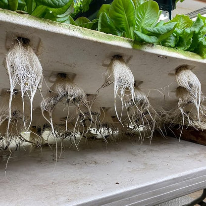 Active Grow T5 High Output 4FT LED Grow Light Bulb - T5 Grow Lights for Indoor Plants, Flowers, Fruit, Veg, Bloom & Tropical Plants - 24W - Red Bloom Pro Full Spectrum - Plug & Play - 4-Pack