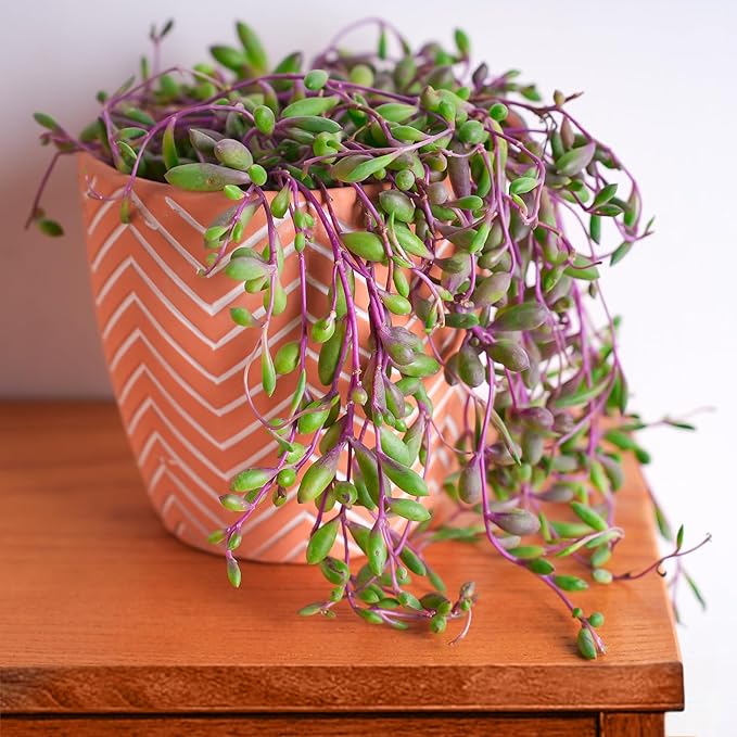 4" Ruby Necklace with Green Stripe Pot, Live Othonna capensis L.H.Bailey Succulent, Purple Hanging Trailing House Plant for Home Office Wedding Decoration DIY Project Party Favor