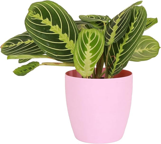 Thorsen's Greenhouse Lemon Lime Prayer Plant, Live Indoor Plant, Pet Friendly, Attractive Houseplant, Lemon Maranta, Natural Air Purifier, Easy to Grow, 4" Diameter Pot (Blush)