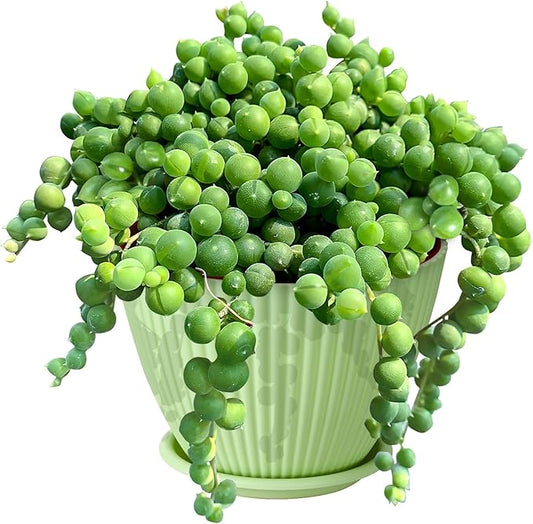 4" String of Pearls with Green Stripe Pot, Live Trailing Succulent House Plant for Home Office Wedding Hanging Decoration, DIY Projects, Party Favor