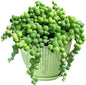 4" String of Pearls with Green Stripe Pot, Live Trailing Succulent House Plant for Home Office Wedding Hanging Decoration, DIY Projects, Party Favor