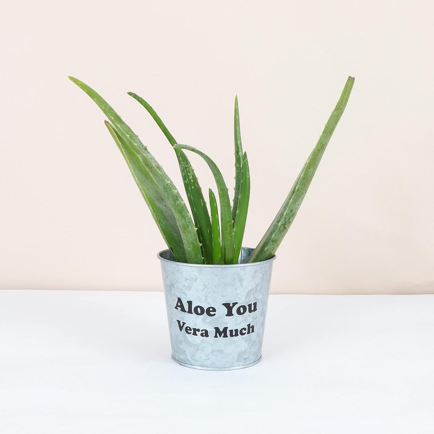 Thorsen's Greenhouse Aloe Vera, Live Indoor Plant, Aloe barbadensis, Easy to Grow, Succulent, Natural Air Purifier, 4" Diameter Pot (Aloe You Vera Much)