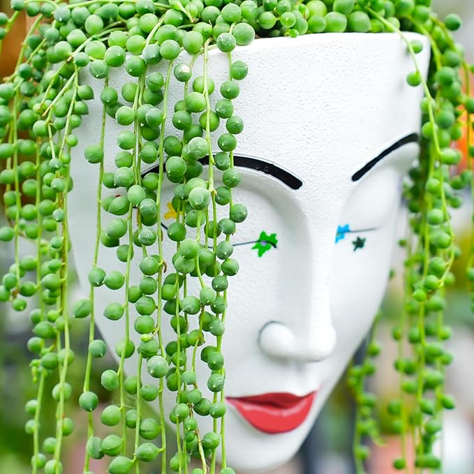 4" String of Pearls with Green Stripe Pot, Live Trailing Succulent House Plant for Home Office Wedding Hanging Decoration, DIY Projects, Party Favor