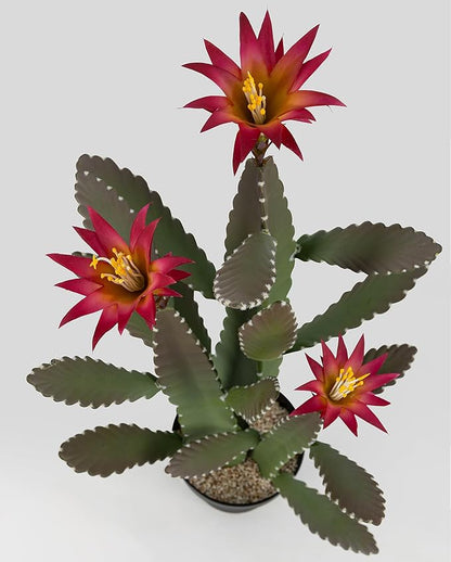 33 Inch Large Artificial Cactus with Magenta Flowers in Pot with Natural Gravel. Satin Finish Leaves with Real Look and Feel. Outdoor and Indoor Faux Plants.