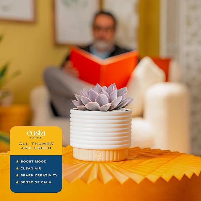 Costa Farms Succulent, Live Indoor Plant Grower's Choice, Easy to Grow Houseplant in Indoor Succulent Planter, Birthday, Garden Gift, Desert Room Decor for Home or Office, 6-Inches Tall