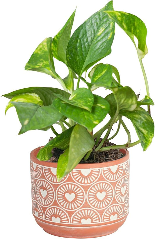Costa Farms Pothos Plant, Devil's Ivy in Decorative Pot, Easy to Maintain, Air Purifying Indoor Houseplant, Trellis, Shelf, Room, or Office Decor, House Warming Gift, 8-12 Inches Tall