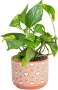 Costa Farms Pothos Plant, Devil's Ivy in Decorative Pot, Easy to Maintain, Air Purifying Indoor Houseplant, Trellis, Shelf, Room, or Office Decor, House Warming Gift, 8-12 Inches Tall