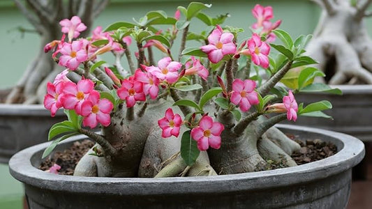 Gardenera Desert Rose Planting Mix - Provide Your Adenium with an Ideal Growing Environment - 4 QUARTS