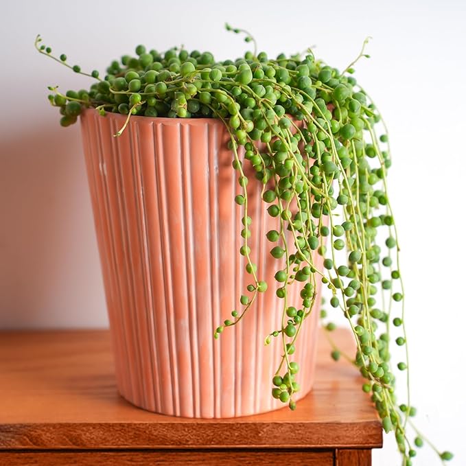 4" String of Pearls with Green Stripe Pot, Live Trailing Succulent House Plant for Home Office Wedding Hanging Decoration, DIY Projects, Party Favor