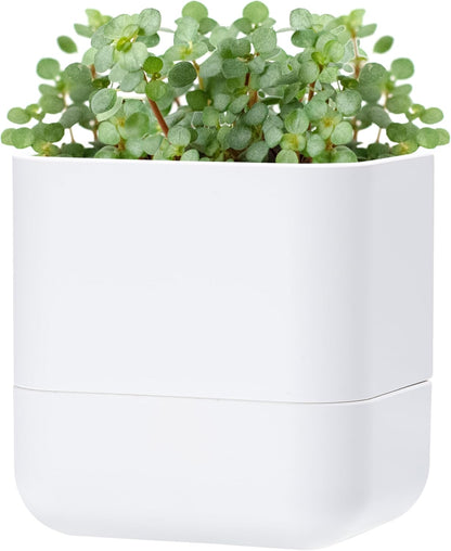 Phoenix Vine 6.5-Inch Wall Mounted Self-Watering Planter Pot for Indoor Houseplants and Herbs | Modern Hanging Planter for Window Sills, Bathroom Walls, Home & Office Décor, White, Set of 1, 01-WP-W-1