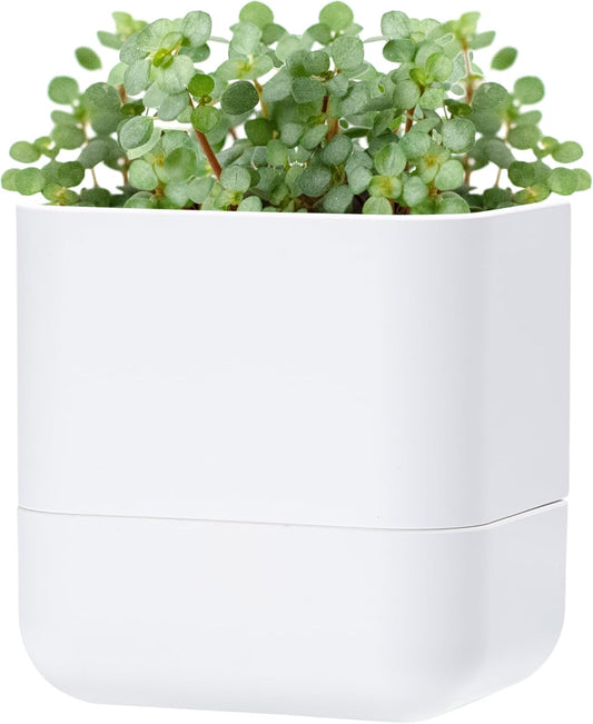 Phoenix Vine 6.5-Inch Wall Mounted Self-Watering Planter Pot for Indoor Houseplants and Herbs | Modern Hanging Planter for Window Sills, Bathroom Walls, Home & Office Décor, White, Set of 1, 01-WP-W-1