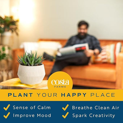 Costa Farms Haworthia Succulent, Easy to Grow Live Plant in Indoor Houseplant Pot, Potting Soil, 4-Inches Tall, Home & Room Decor
