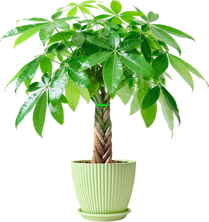Sprout N Green Small Money Tree with 5 Lucky Braid, Live Plant with Green Stripe Pot, Decoration for Indoor Home Office Tabletop Windowsill Side Table, Housewarming, 8-10" Tall