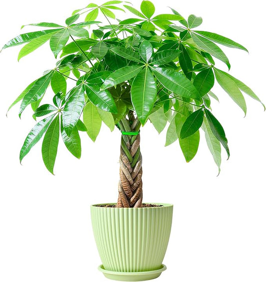 Sprout N Green Small Money Tree with 5 Lucky Braid, Live Plant with Green Stripe Pot, Decoration for Indoor Home Office Tabletop Windowsill Side Table, Housewarming, 8-10" Tall