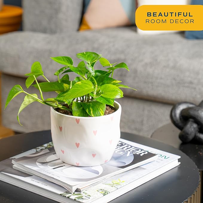 Costa Farms Live Pothos Plant, Easy to Grow Vining Houseplant in Cute Décor Planter, Housewarming Gift, Room Decor, 10-12 Inches Tall