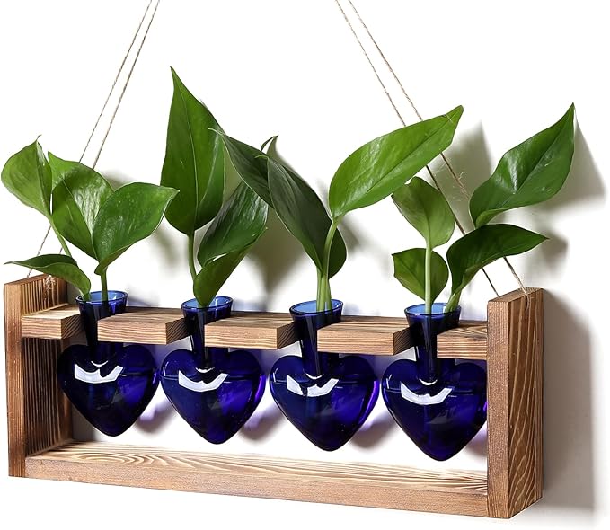 Heart Plant Terrarium Kit Gift for Women Plant Lover Glass Vases