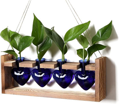 Heart Plant Terrarium Kit Gift for Women Plant Lover Glass Vases