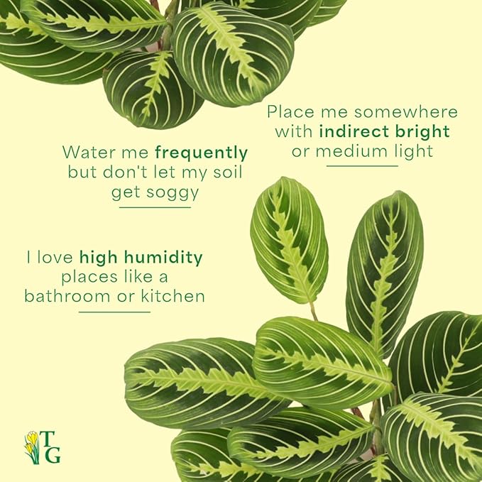 Thorsen's Greenhouse Lemon Lime Prayer Plant, Live Indoor Plant, Pet Friendly, Attractive Houseplant, Lemon Maranta, Natural Air Purifier, Easy to Grow, 4" Diameter Pot (Growers Pot)