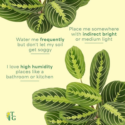 Thorsen's Greenhouse Lemon Lime Prayer Plant, Live Indoor Plant, Pet Friendly, Attractive Houseplant, Lemon Maranta, Natural Air Purifier, Easy to Grow, 4" Diameter Pot (Gold)