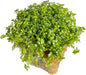 Dwarf Baby Tears Hemianthus Callitrichoides HC Live Aquarium Plants Freshwater Fish Tank