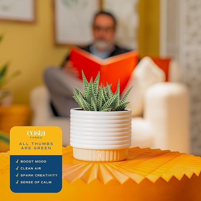 Costa Farms Live Succulent, Easy to Grow Haworthia Plant in Planter Pot, Succulent Houseplant in Potting Soil, Indoors Garden Gift, Cacti Room Décor and Home Décor, 4-Inches Tall