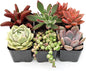 Mountain Crest Gardens Sweetheart Succulent Variety Pack - 6 Live Plants in 2 Inch Pots, Rosette, Trailing & Upright Types - Real Succulents for Indoor Display, DIY Projects, Thoughtful Gifts