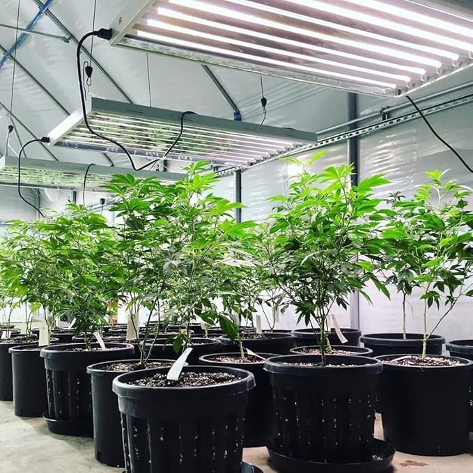 Active Grow T5 High Output 4FT LED Grow Light Bulb - T5 Grow Lights for Indoor Plants, Veg, Bloom, Greens & Microgreens - 25W - Sun White Full Spectrum High CRI 95 - Ballast Bypass 120-277V - 4-Pack