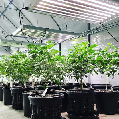 Active Grow T5 High Output 4FT LED Grow Light Bulb - T5 Grow Lights for Indoor Plants, Veg, Bloom, Greens & Microgreens - 25W - Sun White Full Spectrum High CRI 95 - Ballast Bypass 120-277V - 4-Pack