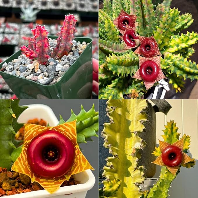 Lifesaver Zebrina Starfish Cactus Cactus Plant, Trailing Cactus Succulent Well Rooted in 2" Pot Ornamental Houseplant for Hanging Basket