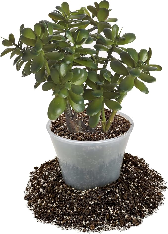 GARDENERA Premium Jade Plant Potting Soil Mix - (4 Quart Bag)