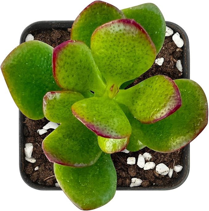 Sprout N Green Dwarf Jade - 2-3" Tall Crassula Ovata Crosby's Compact, Rare Cute Succulent Plant Fully Rooted in 2" Pot
