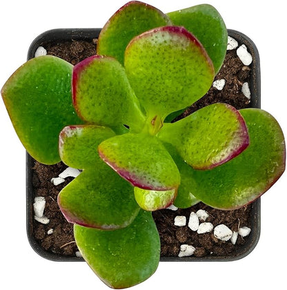 Sprout N Green Dwarf Jade - 2-3" Tall Crassula Ovata Crosby's Compact, Rare Cute Succulent Plant Fully Rooted in 2" Pot