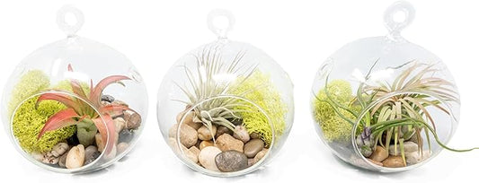 Stunning Flat Bottom 3 Globe Plant Terrarium Kits - 5 Small Assorted Air Plants, Beige Stones and Moss in Propagation Jar - Home and Garden Décor Plant Pot - Easy Care Indoor and Outdoor Plant Vase