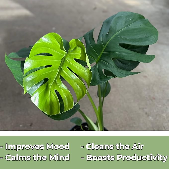 Monstera Deliciosa Live Plant With 4 Inch Pot - Monstera Swiss Cheese Plant - Split Leaf Indoor Plants Live Houseplants - Easy to Care Plants For Home, Office, Wedding Decor & Gift(Heat Pack Included)