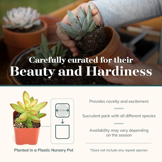 Shop Succulents Unique Succulent Plant Pack Collection - Live Mini Succulent Plants, Low Maintenance, Exceptional Colors & Textures - Wedding and Party Favors, Gift & Garden, Pack of 6