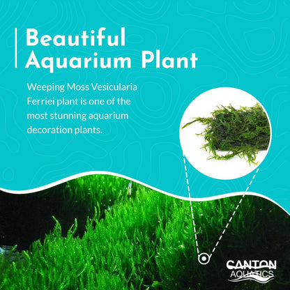 Live Aquarium Weeping Moss Vesicularia Ferriei - Long Lasting & Easy to Maintain - Improve Water Quality - Stunning Appearance
