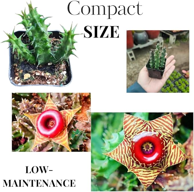 Lifesaver Zebrina Starfish Cactus Cactus Plant, Trailing Cactus Succulent Well Rooted in 2" Pot Ornamental Houseplant for Hanging Basket