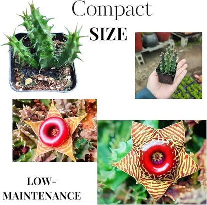 Lifesaver Zebrina Starfish Cactus Cactus Plant, Trailing Cactus Succulent Well Rooted in 2" Pot Ornamental Houseplant for Hanging Basket