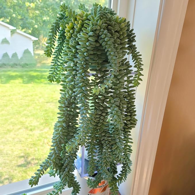 Donkey's Tail with Green Stripe Pot, Live Sedum Morganianum-Burro's Tail Succulent with Soil Mix, Rare House Plant for Home Office Wedding Indoor Outdoor Decoration, DIY Projects, Party Favor