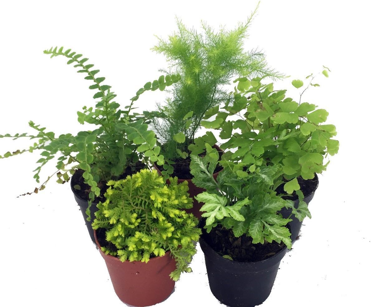 Ferns - Fairy Garden - 5 Different Plants- 4" Pots