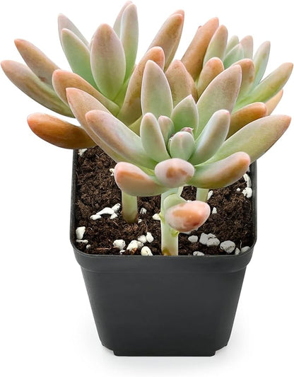 Sprout N Green x Graptosedum 'Darley Sunshine' | x Graptosedum Francesco Baldi, Live Succulent Plant Rooted in 2" Starter Pot, House Plant for Indoor Outdoor Home Wedding Decoration Party Favor