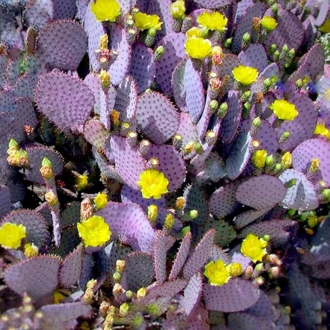 Purple Prickly Pear Cactus Live Plant, in 3 Inch Pot, Prickly Cactus Plant, Colorful Succulent for Garden and Containers