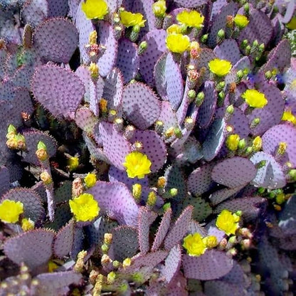 Purple Prickly Pear Cactus Live Plant, in 3 Inch Pot, Prickly Cactus Plant, Colorful Succulent for Garden and Containers