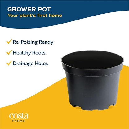 Costa Farms Pothos Live Plants, Devil's Ivy in Plastic Pots, Easy to Maintain, Air Purifying Indoor Houseplants, Home, Room, or Office Decor, House Warming Gift, 8-12 Inches Tall, Pack of 4