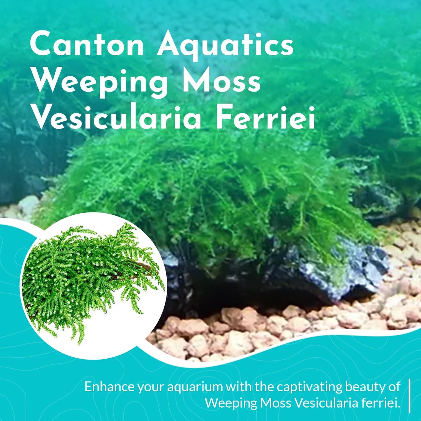 Live Aquarium Weeping Moss Vesicularia Ferriei - Long Lasting & Easy to Maintain - Improve Water Quality - Stunning Appearance