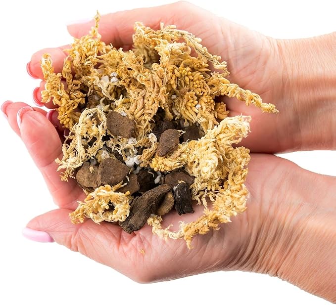 GARDENERA Premium Preserved Reindeer Moss for Potted Plants, Terrariums, Fairy Gardens, Arts and Crafts or Floral Decor Design in Natural (2 Quart Bag)