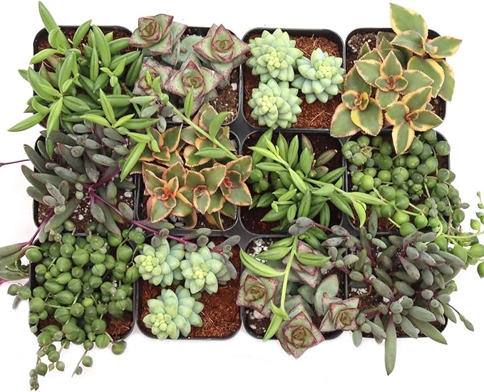 Mountain Crest Gardens Trailing & Strings Succulent Pack - 12 Live Plants in 2 Inch Pots - Real Succulents for Hanging Planters, Home Decor, and DIY Arrangements